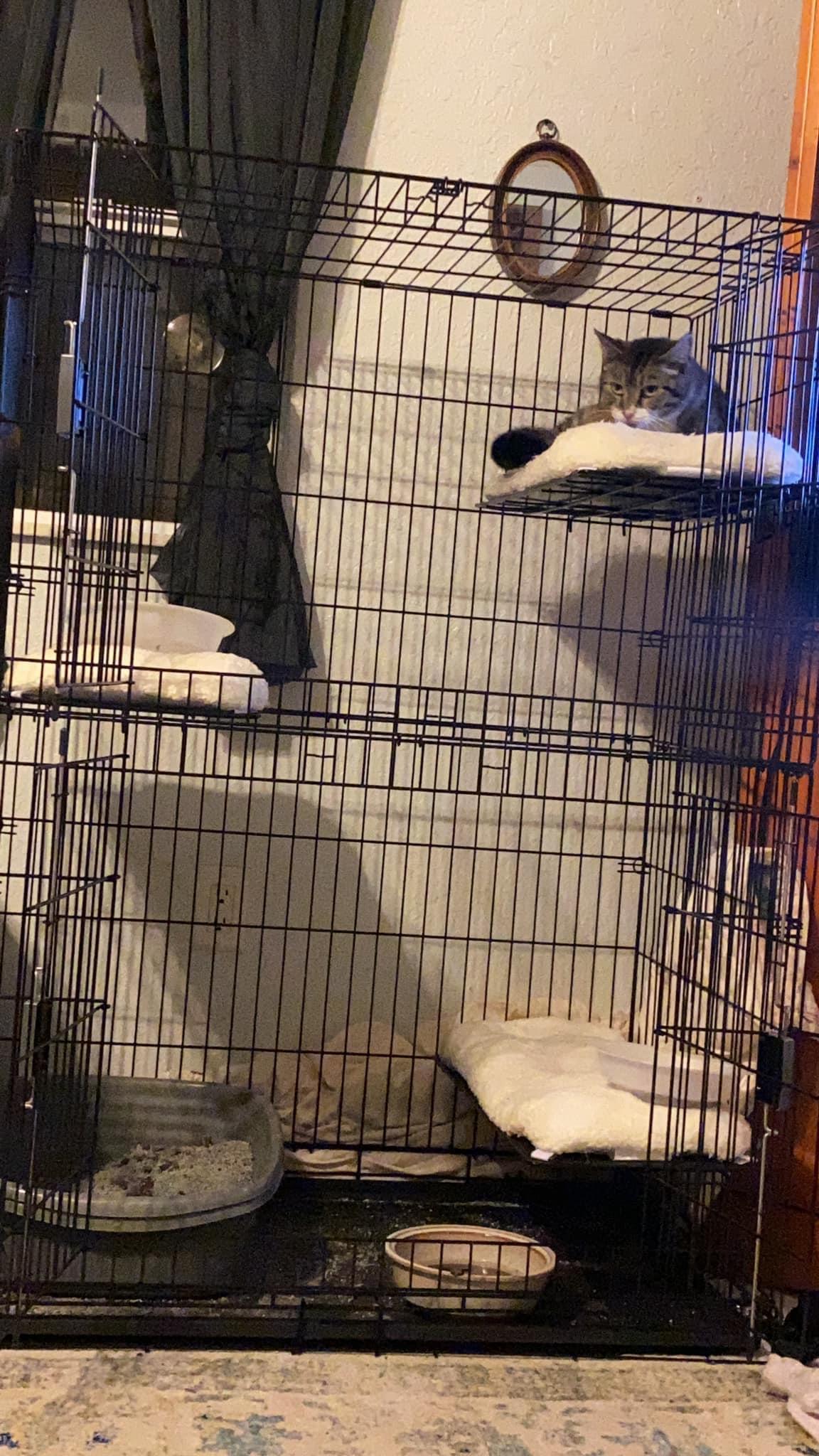 Barn or House BOOTS, a Adoptable Domestic Short Hair in CRYSTAL RIVER, FL image 6/6