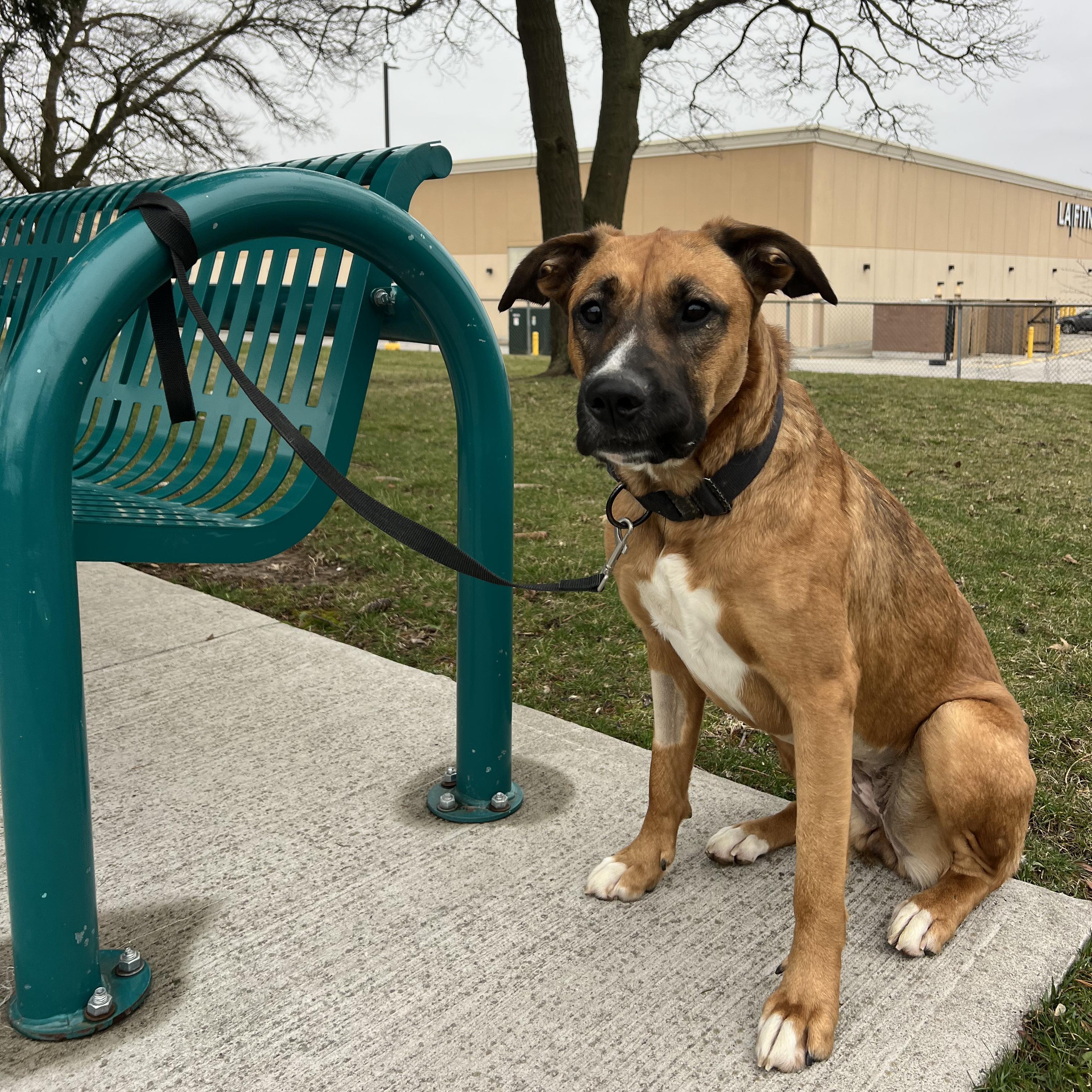 Enlarge Athena, a ADOPTABLE mixed breed in Thornhill, ON image 6/6