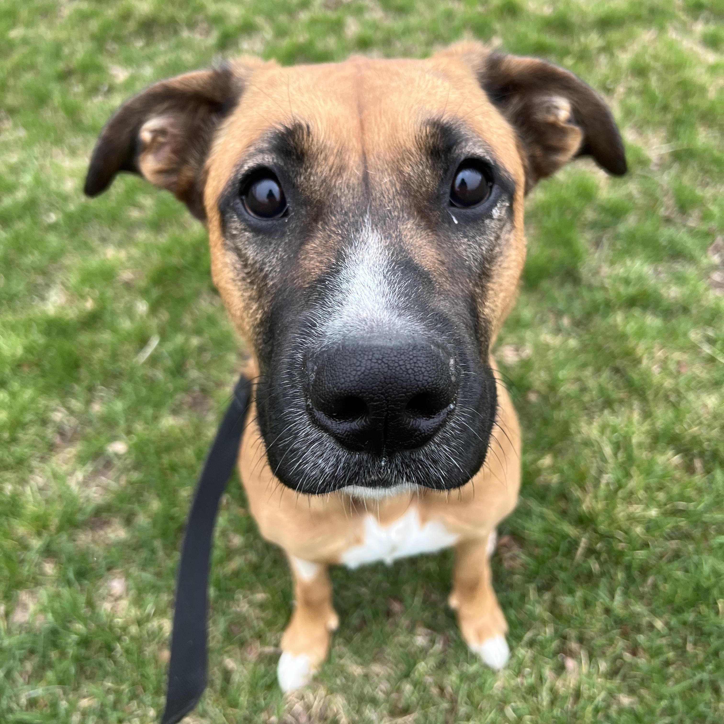 Enlarge Athena, a ADOPTABLE mixed breed in Thornhill, ON image 3/6