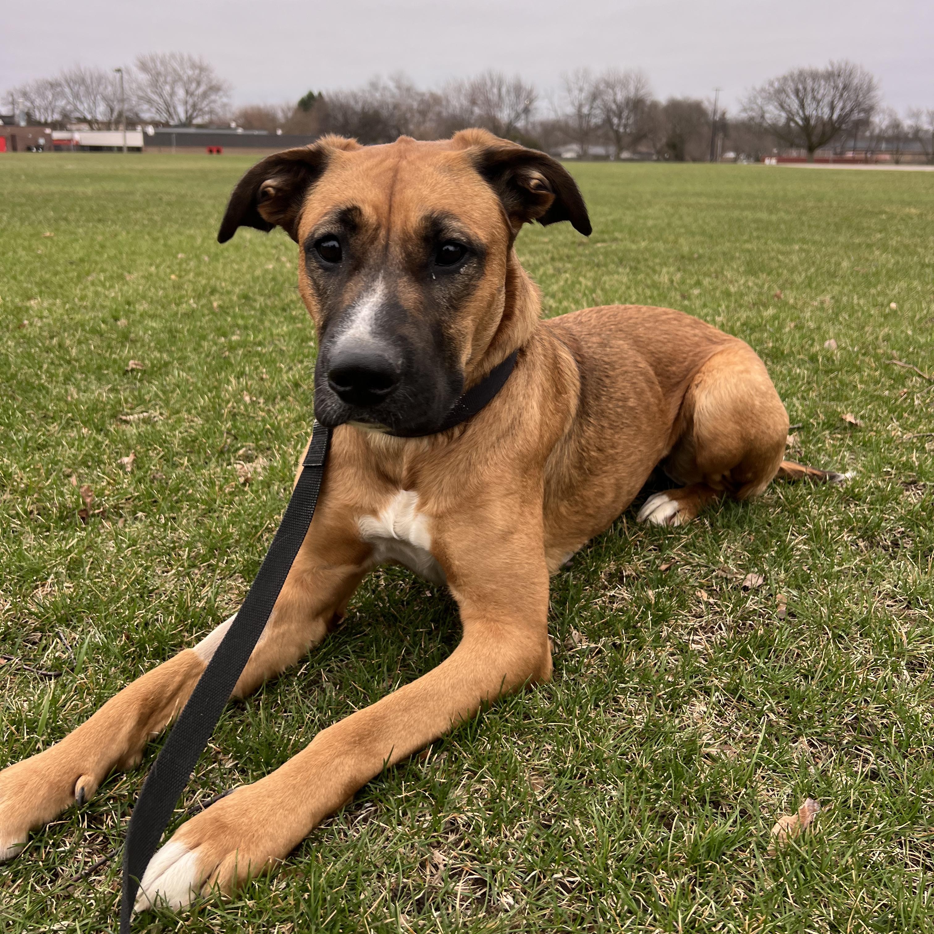 Athena, ADOPTABLE, Adult Female German Shepherd Dog.