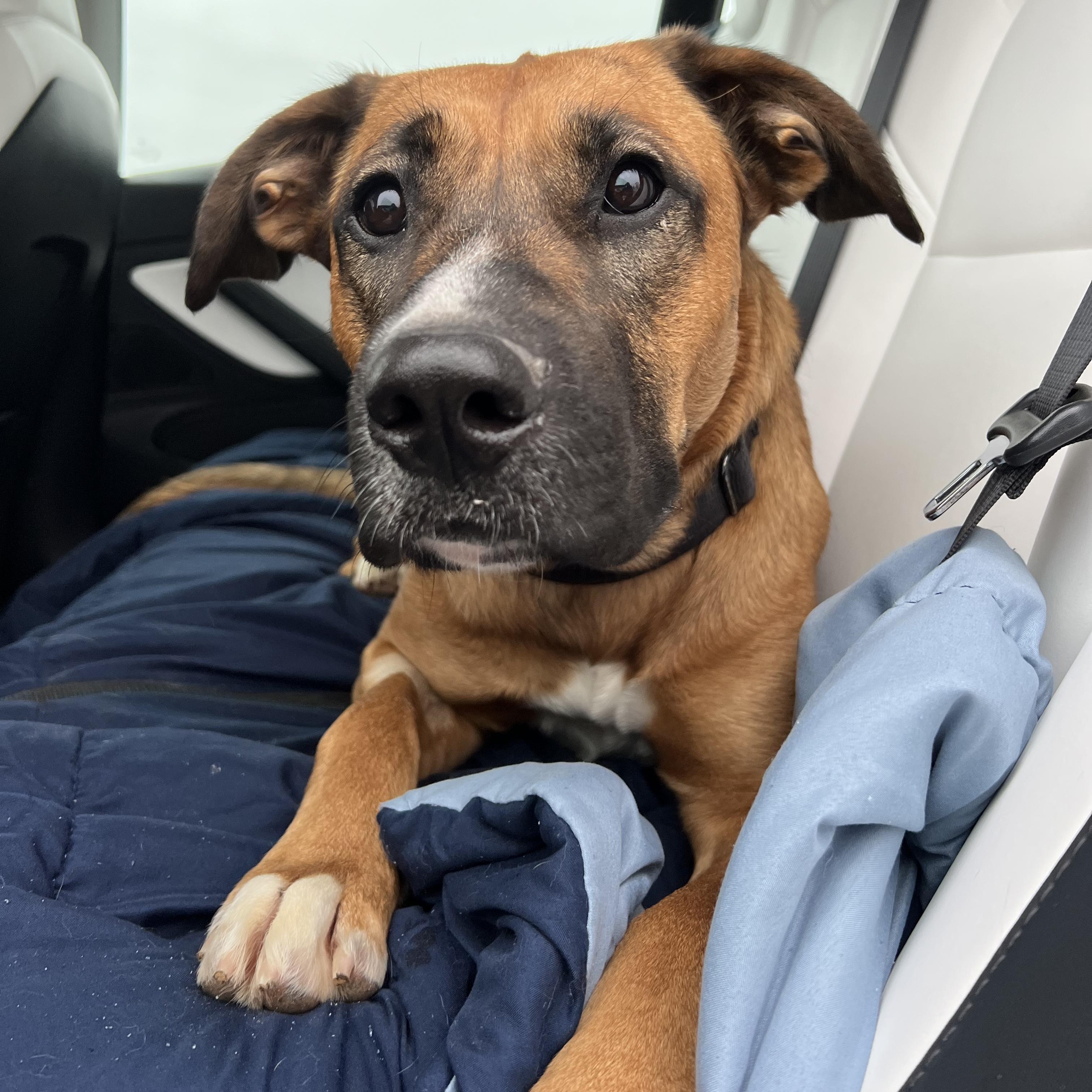 Enlarge Athena, a ADOPTABLE mixed breed in Thornhill, ON image 2/6