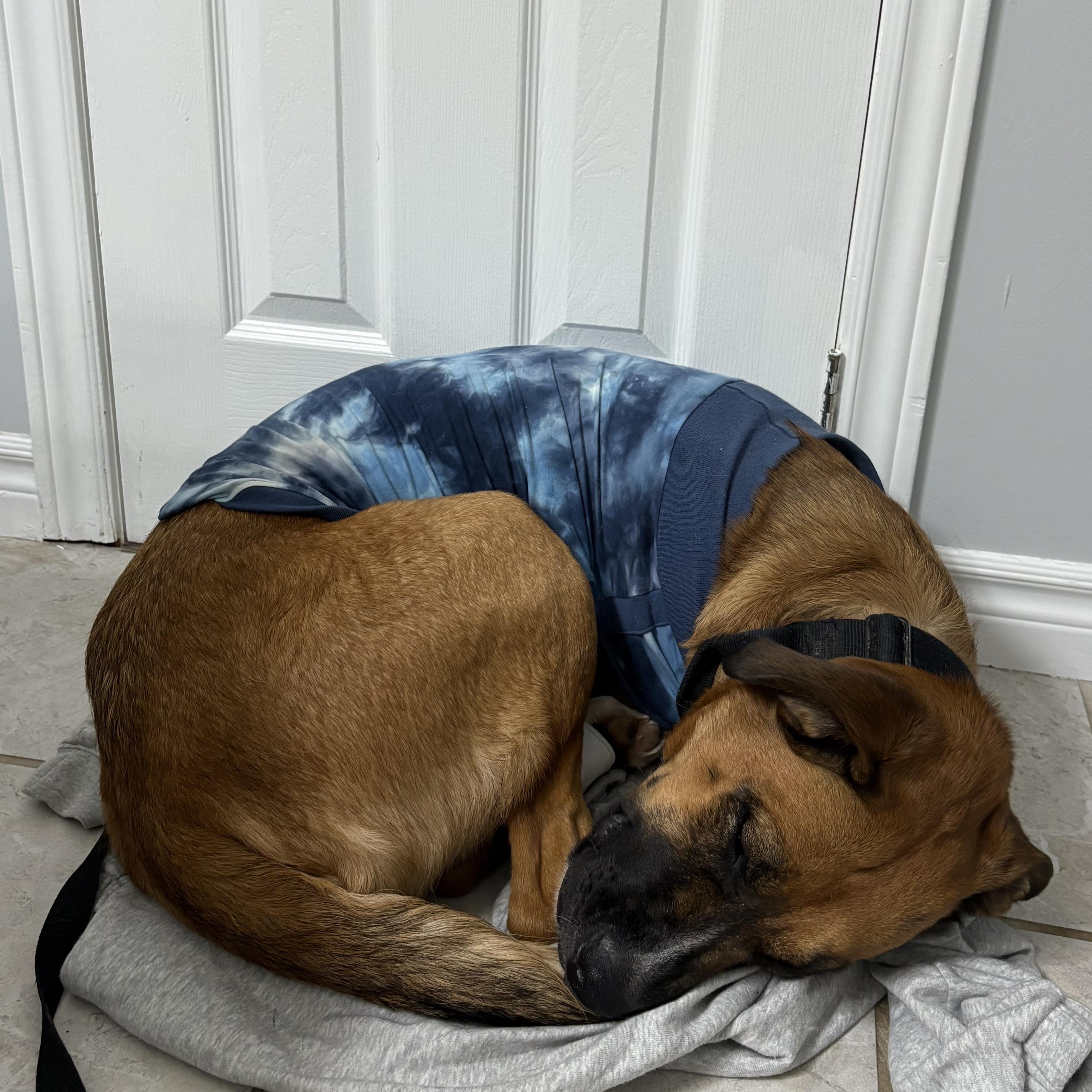 Enlarge Athena, a ADOPTABLE mixed breed in Thornhill, ON image 5/6