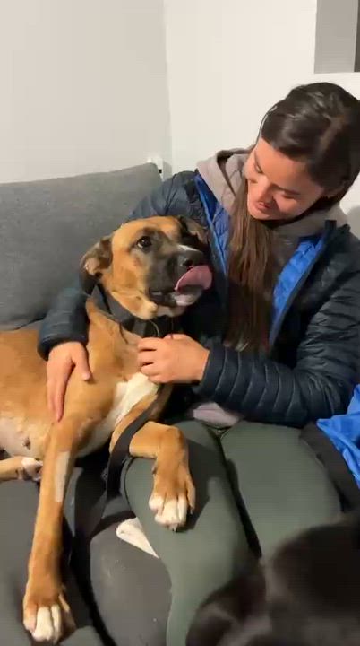 Enlarge Athena, a ADOPTABLE mixed breed in Thornhill, ON video 4/6