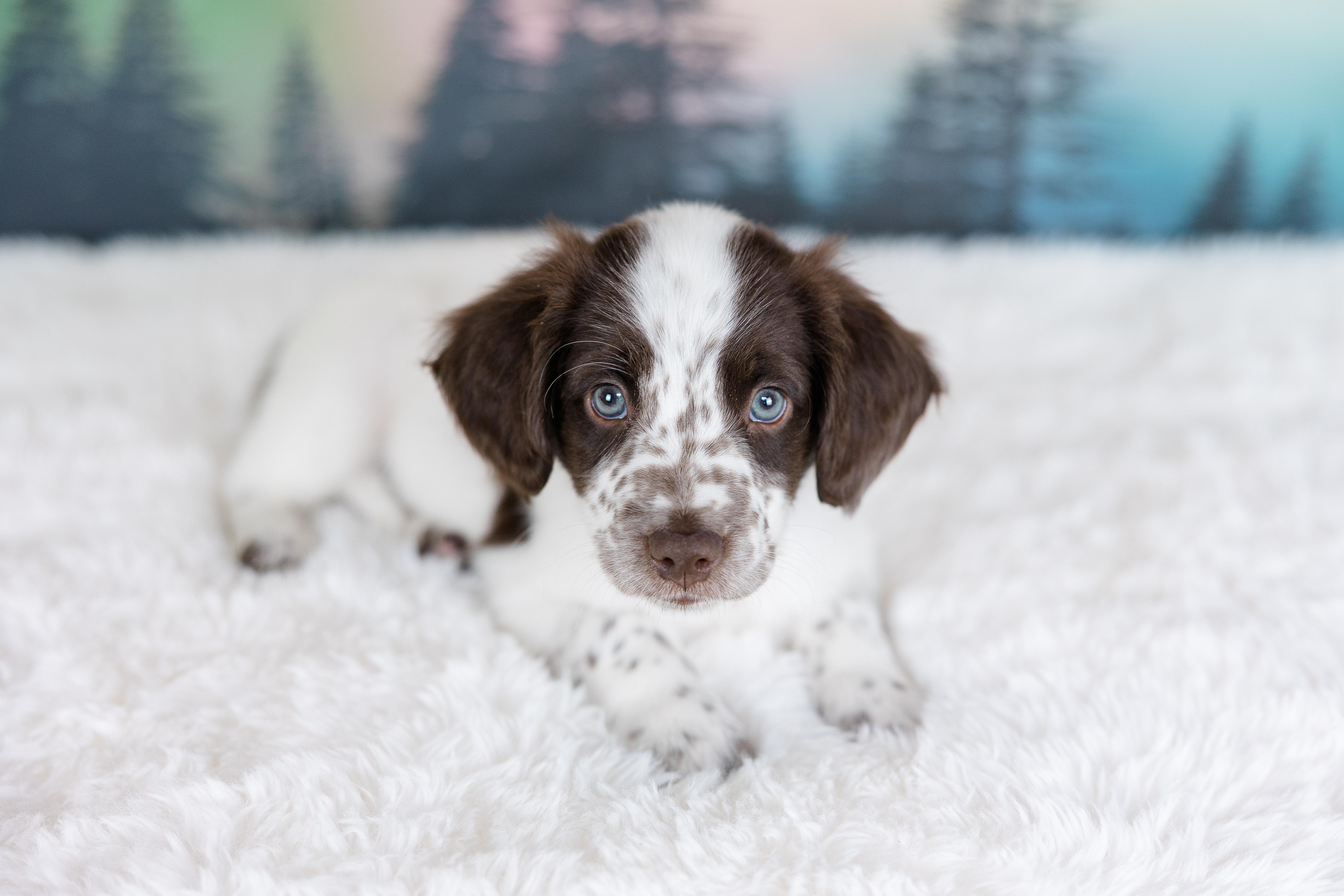 Enlarge Polar, an adopted mixed breed in Avon, CT image 4/4