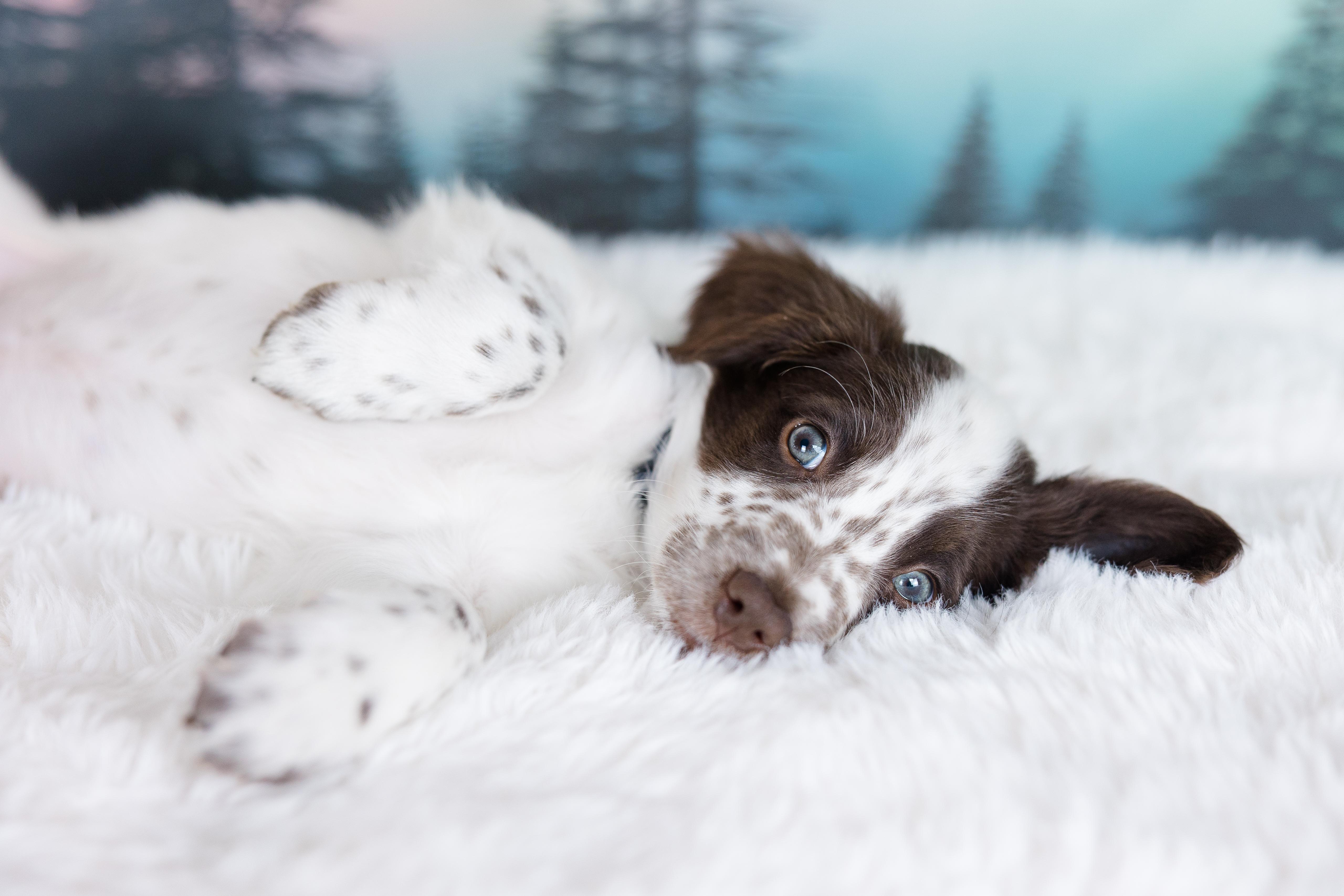 Enlarge Polar, an adopted mixed breed in Avon, CT image 3/4