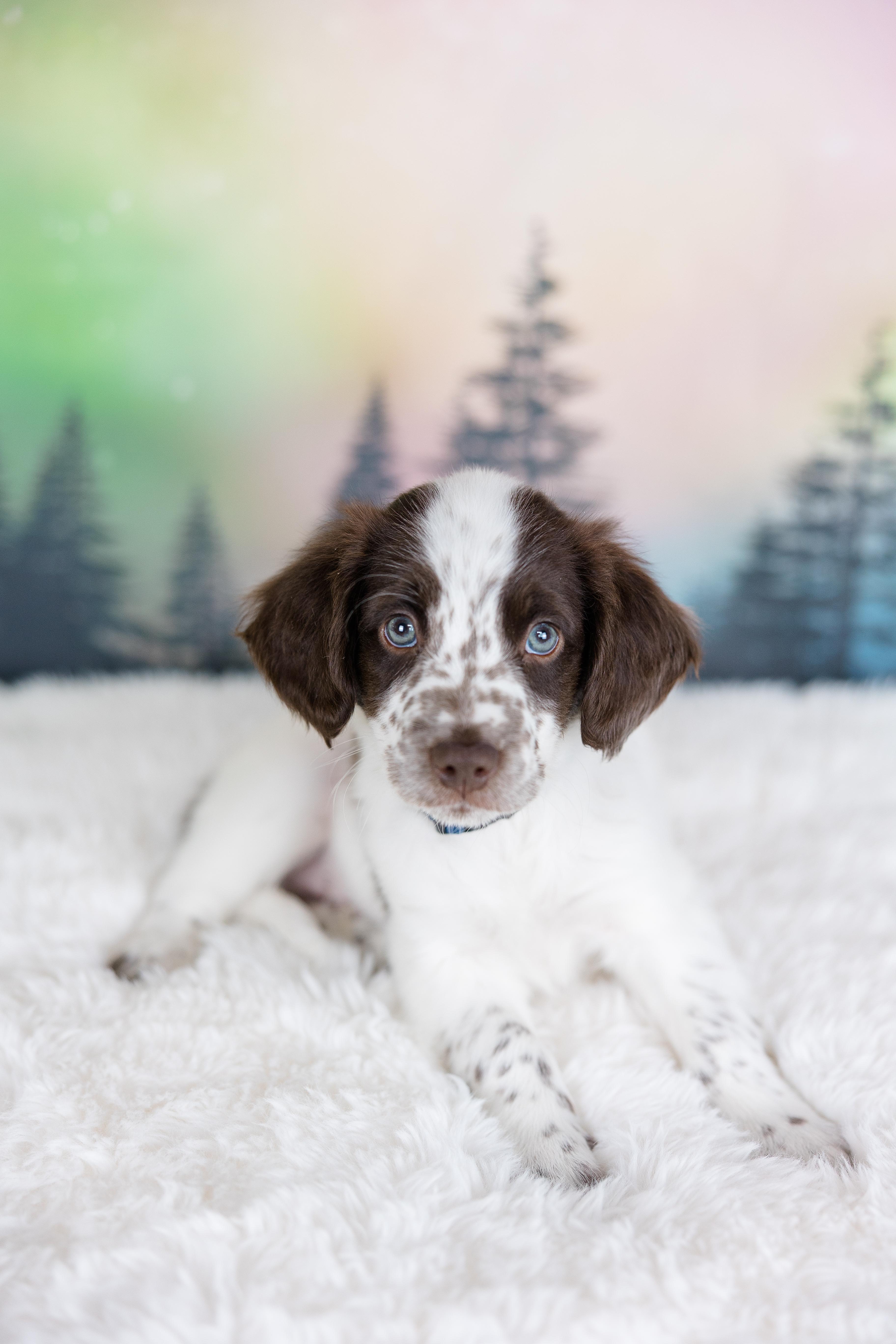 Polar, adopted, Puppy Male English Springer Spaniel.