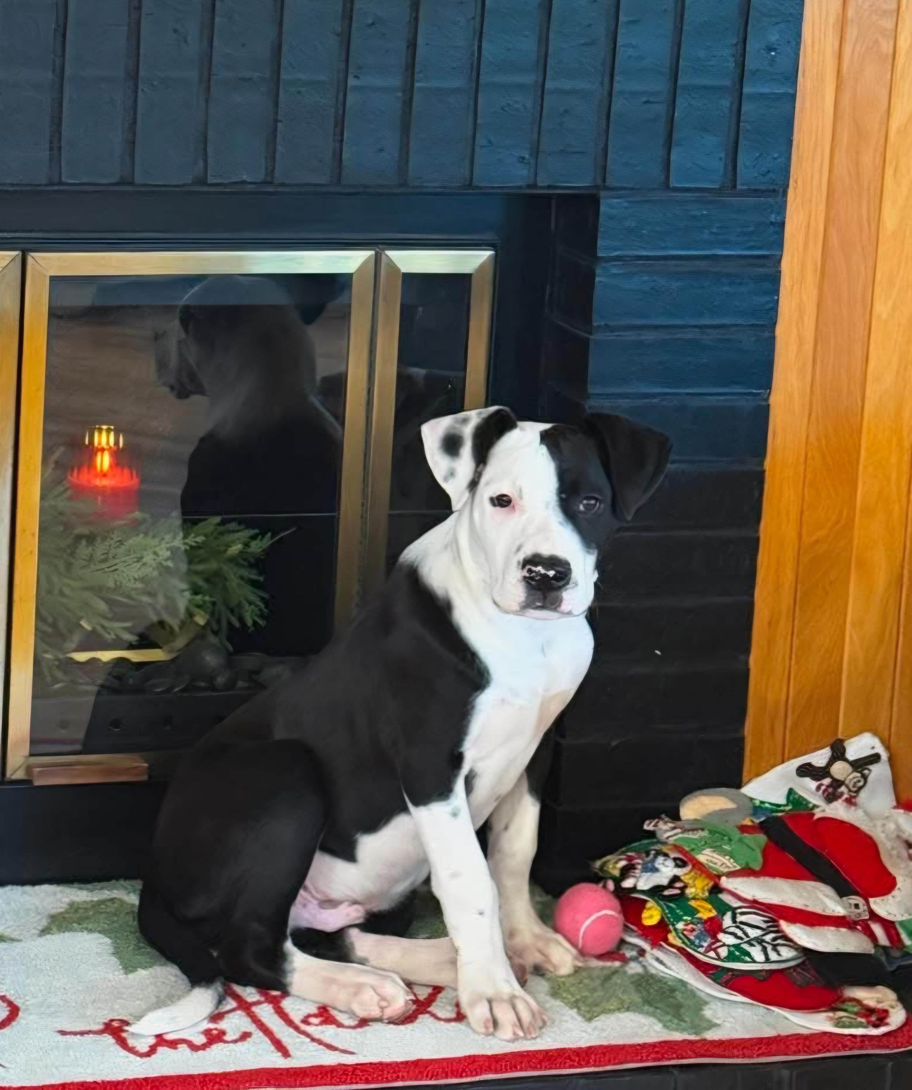 Tuxedo , adopted, Puppy Male Pit Bull Terrier.