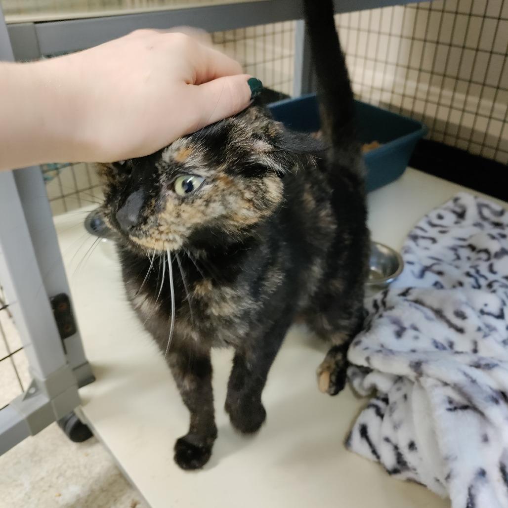 Star, a Adoptable Domestic Short Hair in Medford, OR image 2/2