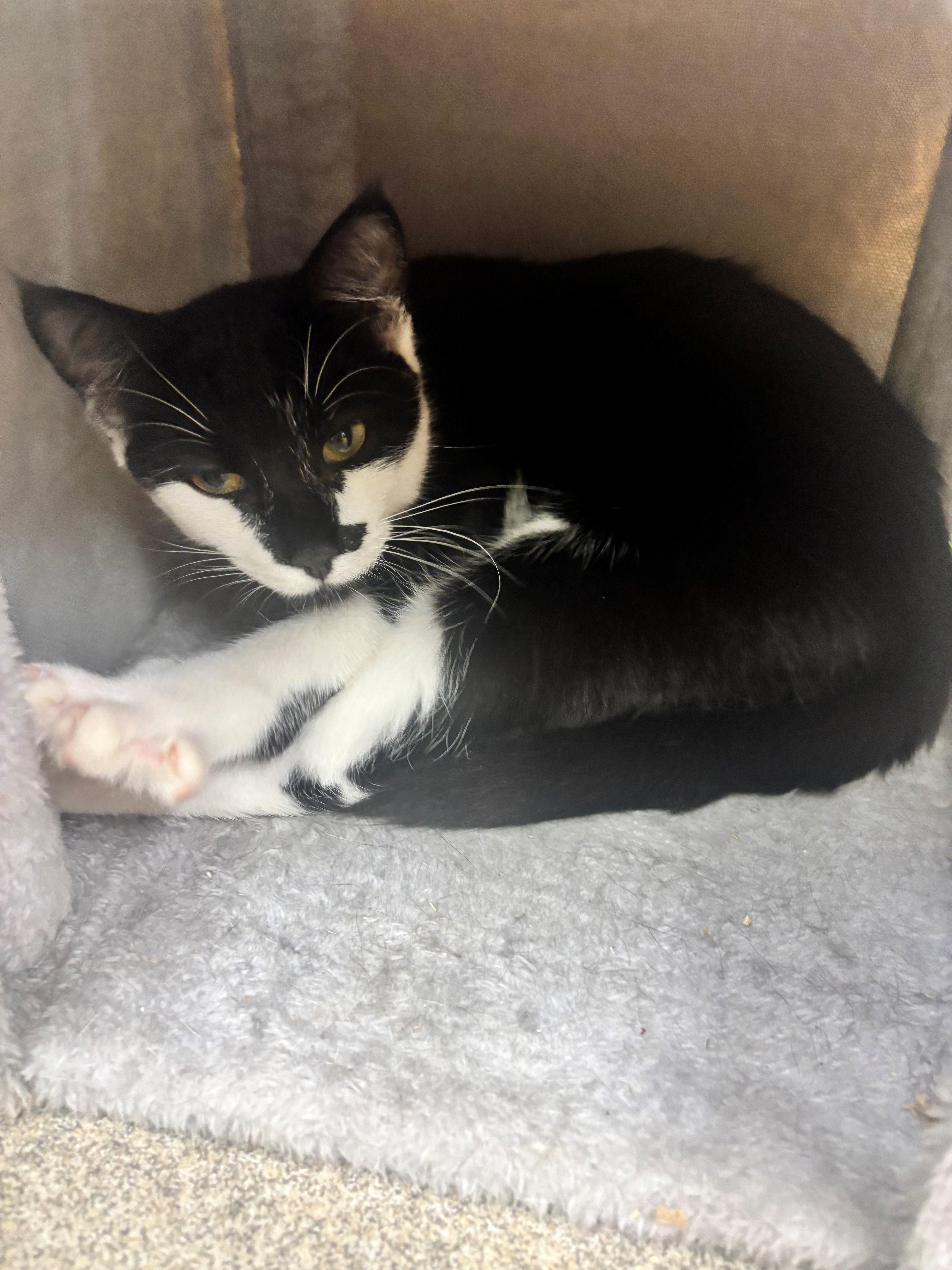 Roan, Adoptable, Young Male Domestic Short Hair.