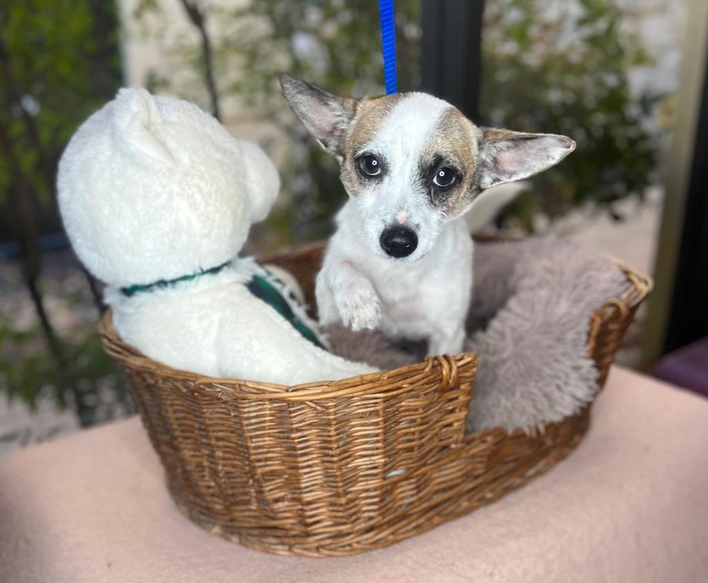 Palmer, Adoptable, Adult Male Jack Russell Terrier.