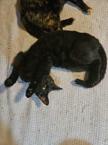 Wyatt, Adoptable, Kitten Male Domestic Short Hair & Tabby.