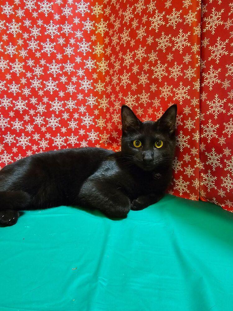 Enlarge Wyatt, a Adoptable mixed breed in Dallas, TX image 2/6