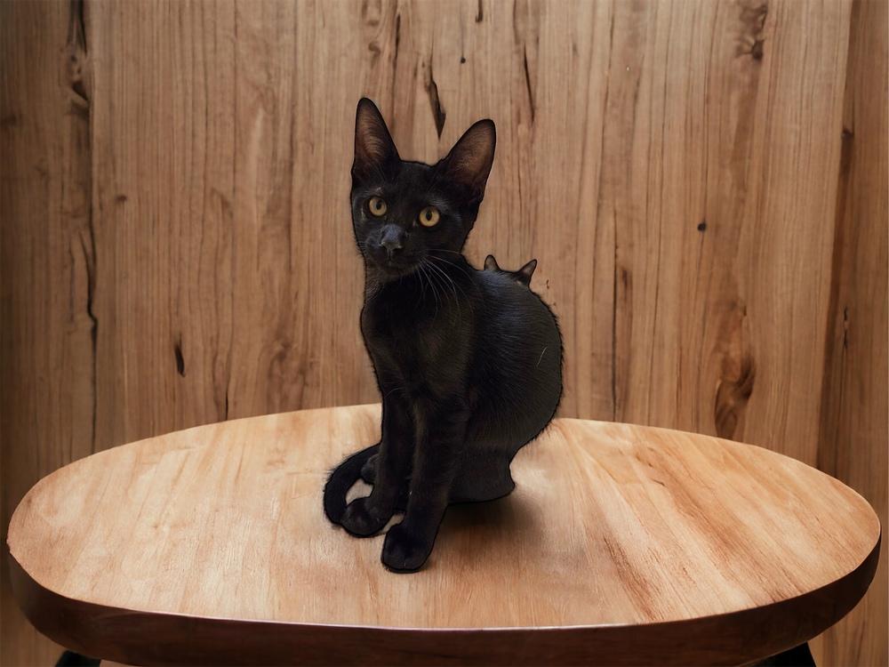 Enlarge Wyatt, a Adoptable mixed breed in Dallas, TX image 3/6