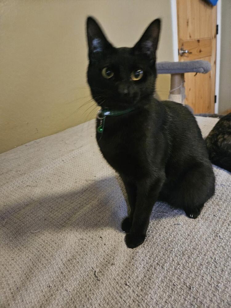 Enlarge Wyatt, a Adoptable mixed breed in Dallas, TX image 4/6