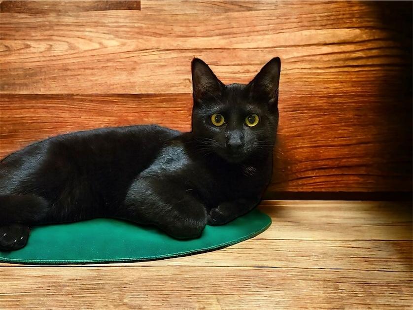 Enlarge Wyatt, a Adoptable mixed breed in Dallas, TX image 5/6