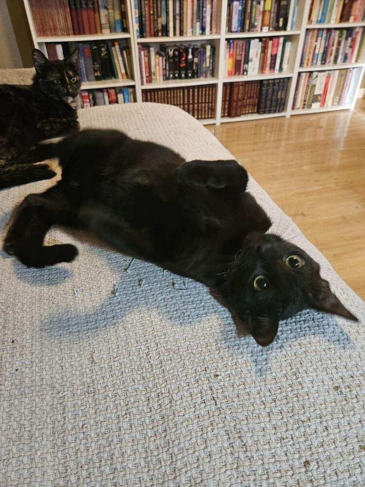 Enlarge Wyatt, a Adoptable mixed breed in Dallas, TX image 6/6