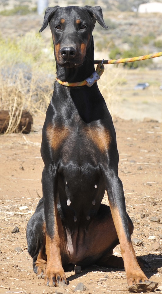 Enlarge Mercedes, a Adoptable Doberman Pinscher in Tehachapi, CA image 2/4
