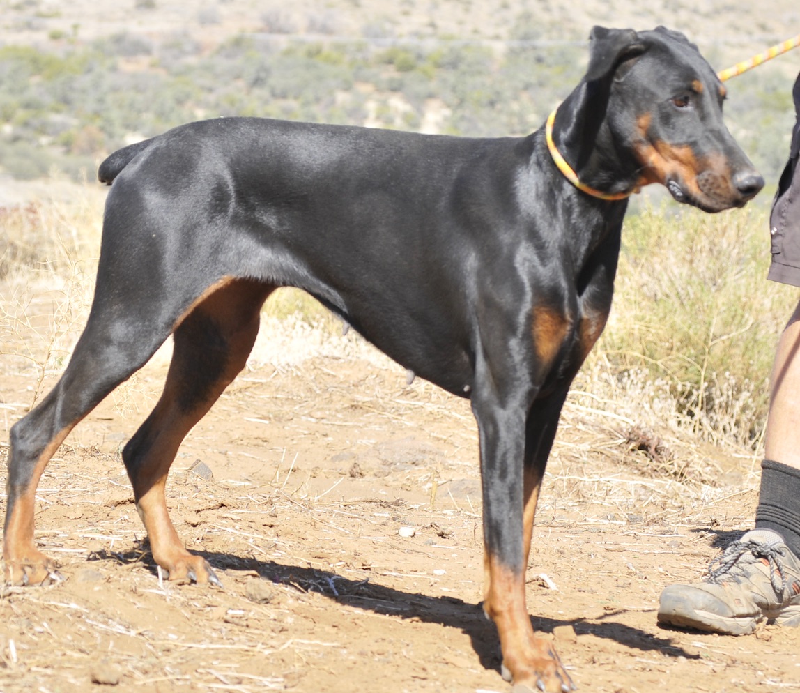 Enlarge Mercedes, a Adoptable Doberman Pinscher in Tehachapi, CA image 3/4