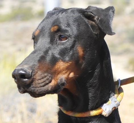 Enlarge Mercedes, a Adoptable Doberman Pinscher in Tehachapi, CA image 1/4