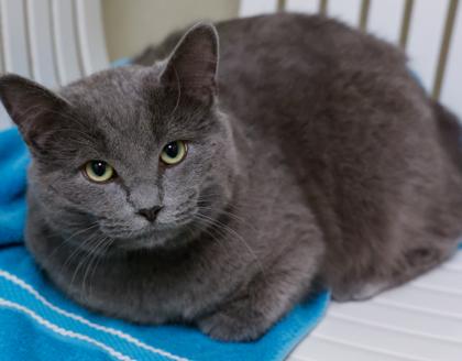 Wisp, Adoptable, Adult Male Domestic Short Hair & Domestic Short Hair.
