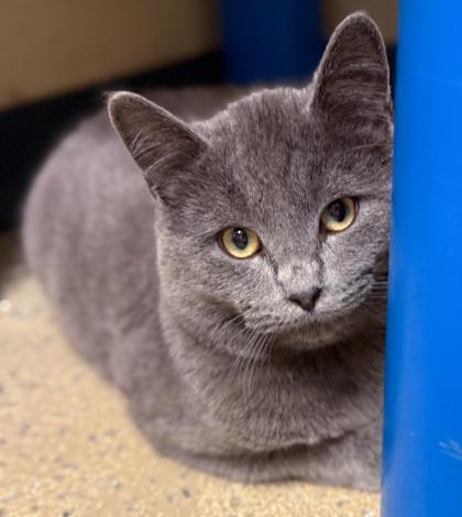 Enlarge Wisp, a Adoptable Domestic Short Hair in Baraboo, WI image 3/3