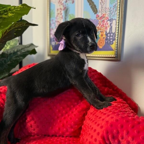 Brandy Old Fashioned Wisconsin