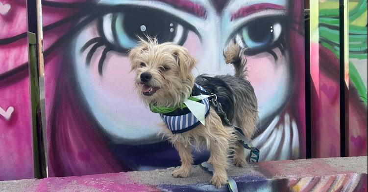 Enlarge Nicolas, a Adoptable mixed breed in Denver, CO image 1/6