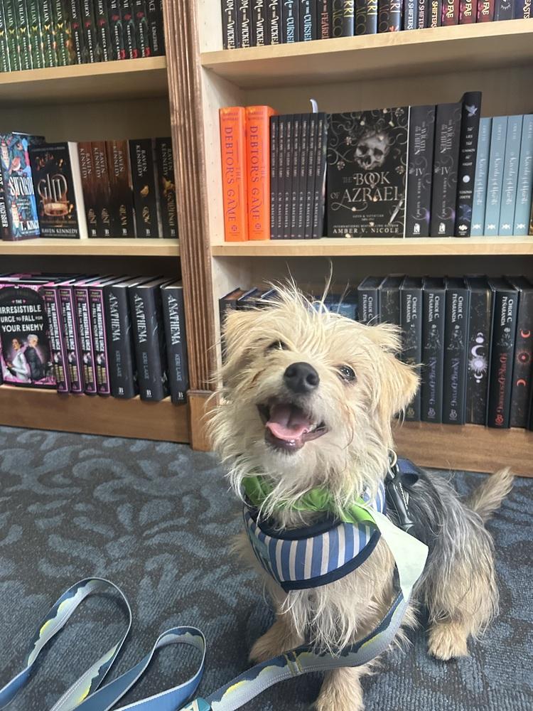 Enlarge Nicolas, a Adoptable mixed breed in Denver, CO image 4/6