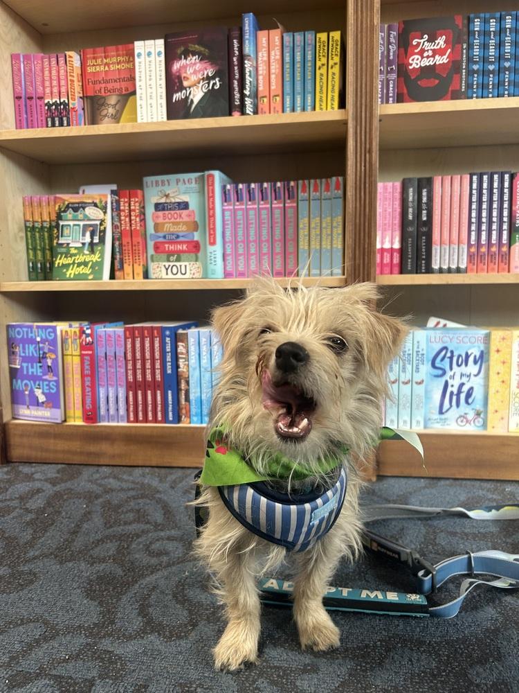 Enlarge Nicolas, a Adoptable mixed breed in Denver, CO image 5/6