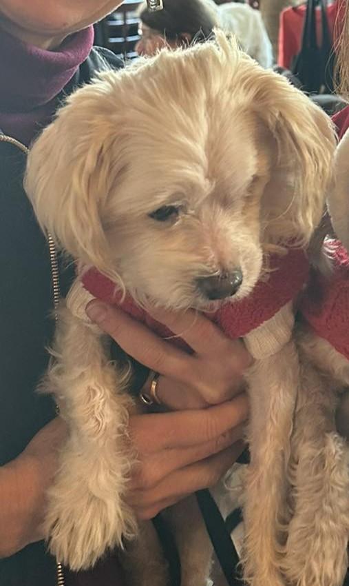 Enlarge Werthers, an adopted mixed breed in Rockville, MD image 4/6