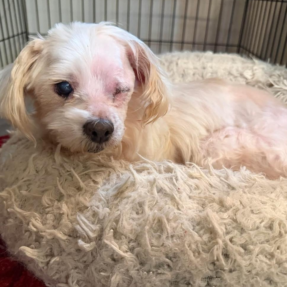 Enlarge Werthers, an adopted mixed breed in Rockville, MD image 5/6