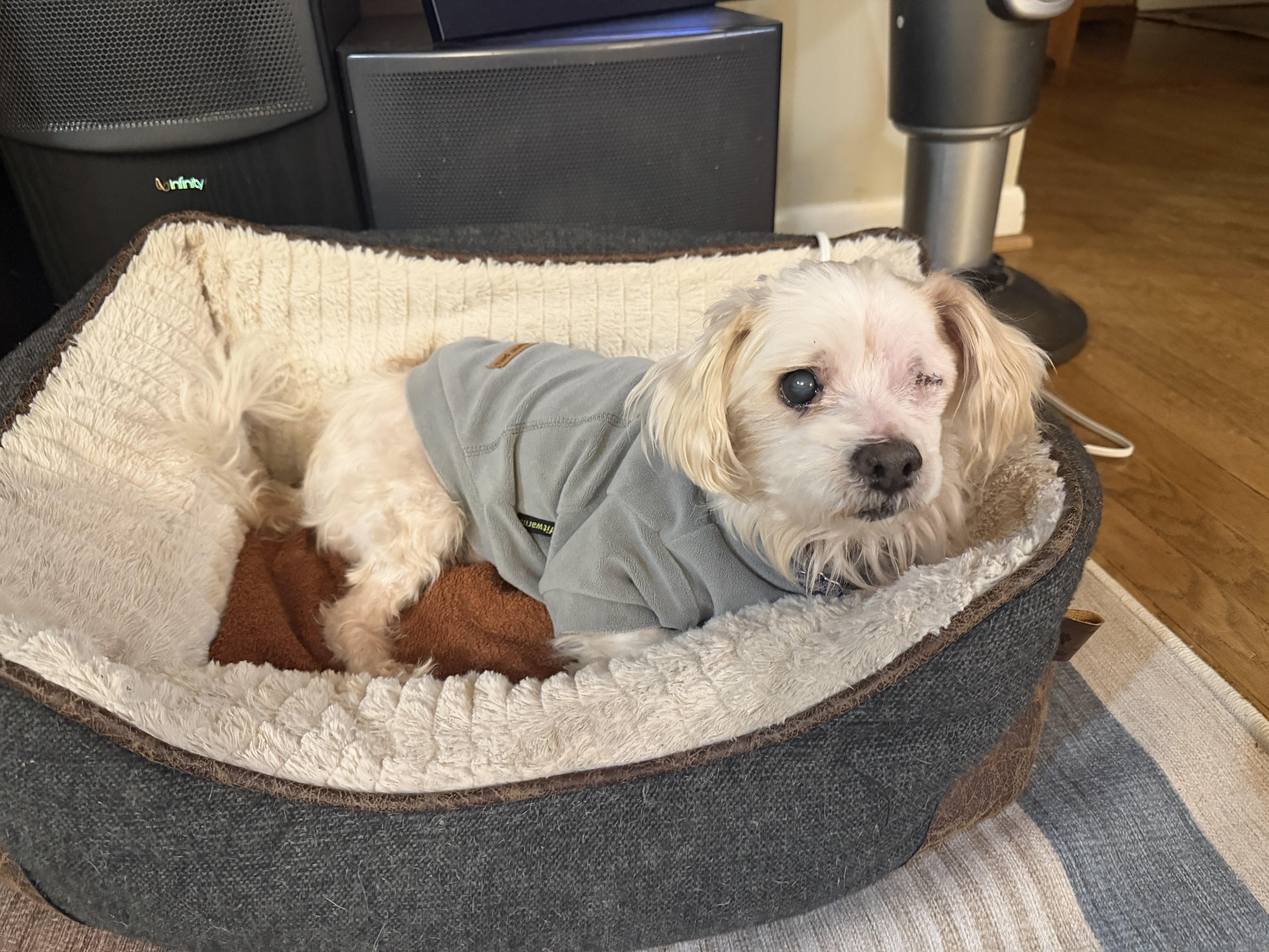 Enlarge Werthers, an adopted mixed breed in Rockville, MD image 6/6