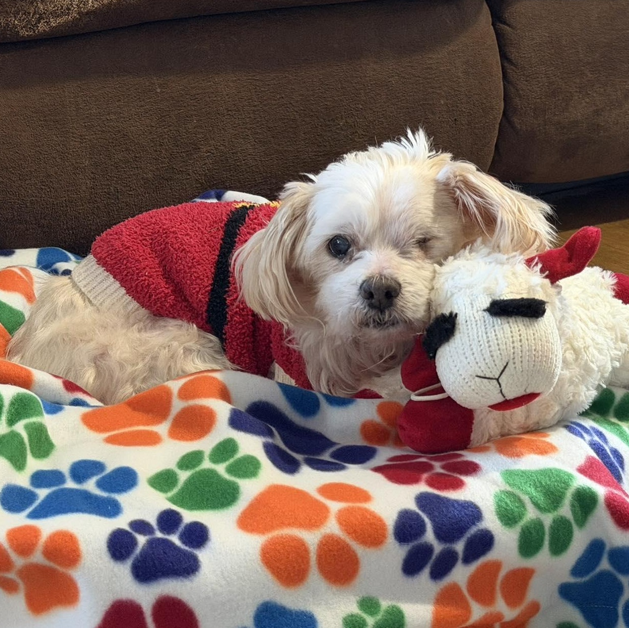 Enlarge Werthers, an adopted mixed breed in Rockville, MD image 1/6