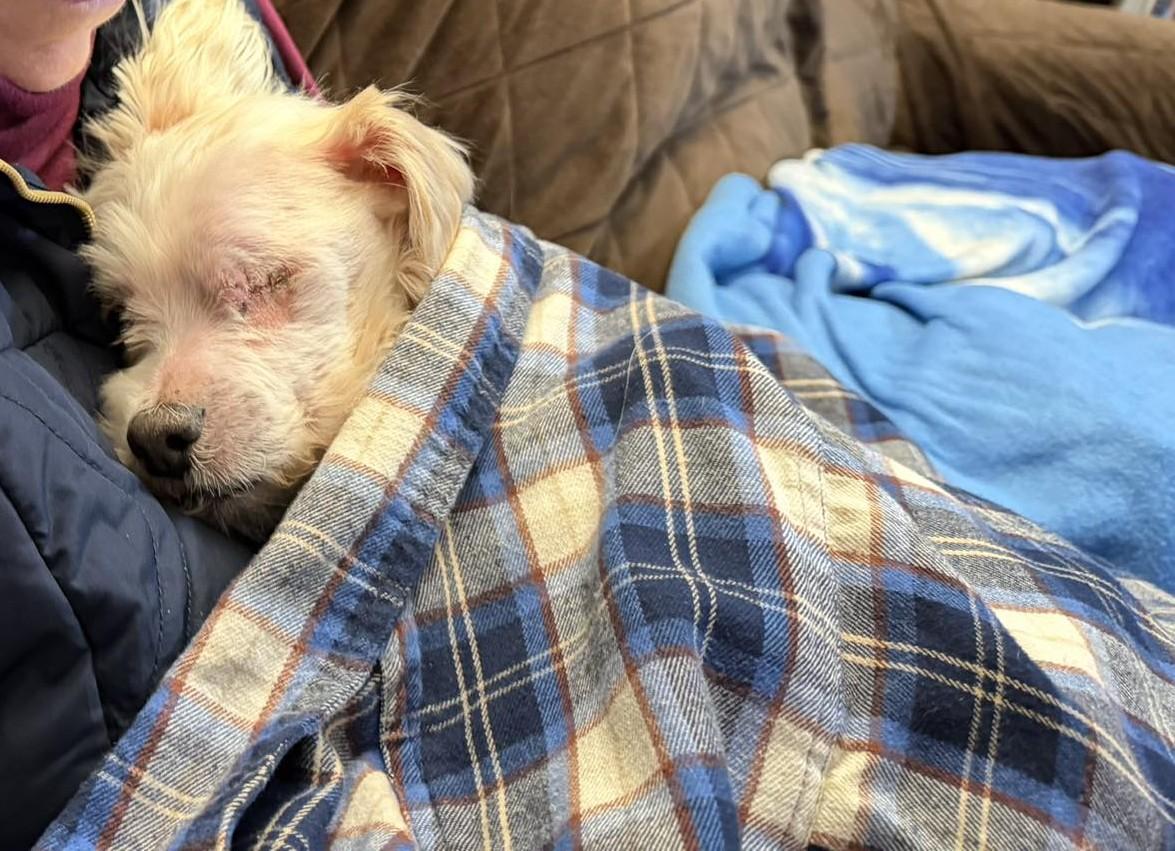 Enlarge Werthers, an adopted mixed breed in Rockville, MD image 3/6