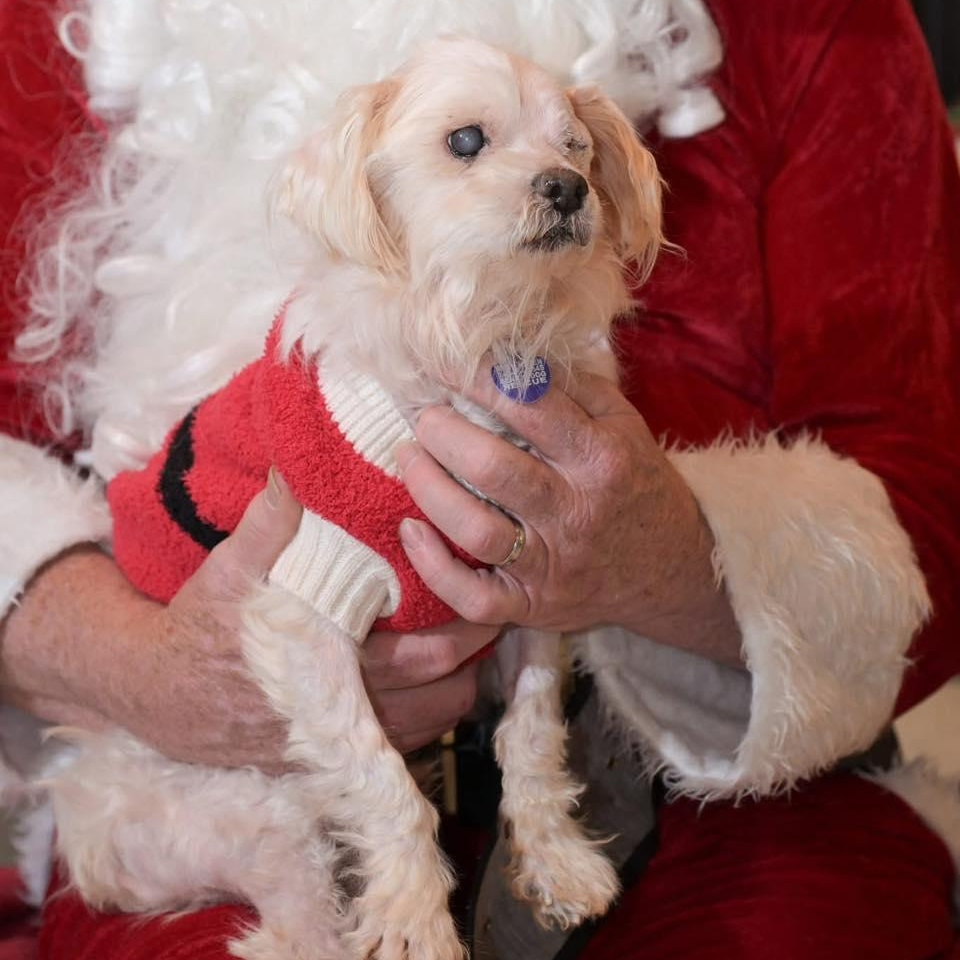 Enlarge Werthers, an adopted mixed breed in Rockville, MD image 2/6