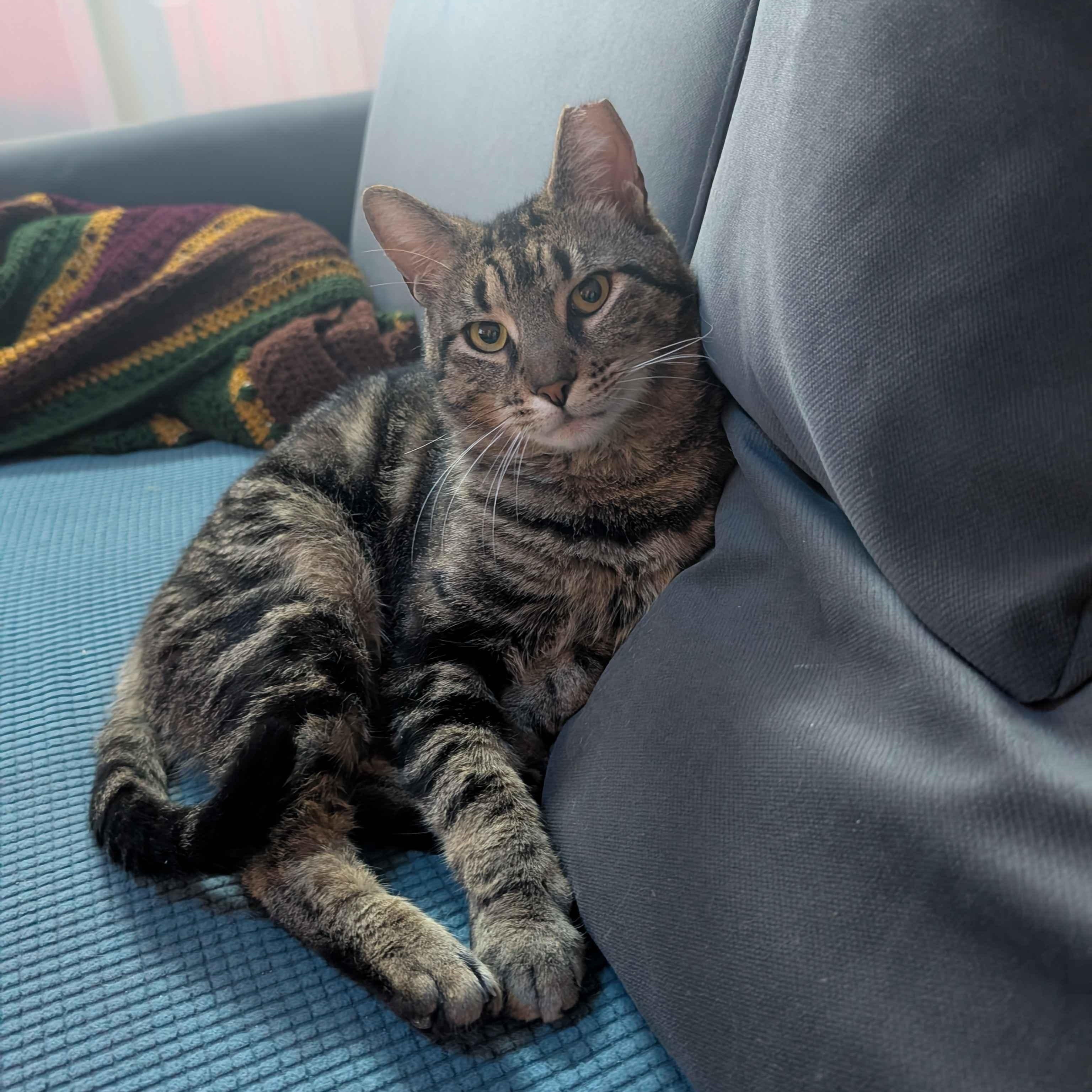 Johnny (FIV), a Adoptable American Shorthair in Weehawken, NJ image 3/6