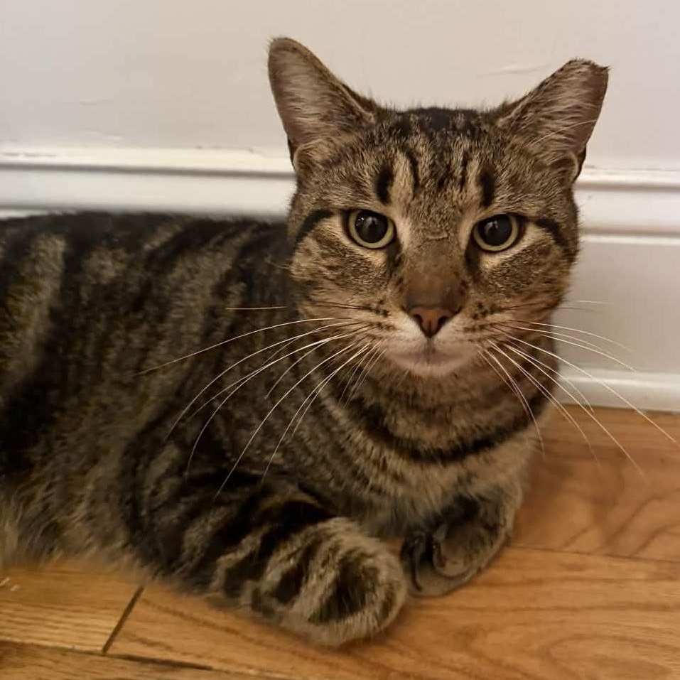Johnny (FIV), a Adoptable American Shorthair in Weehawken, NJ image 2/6