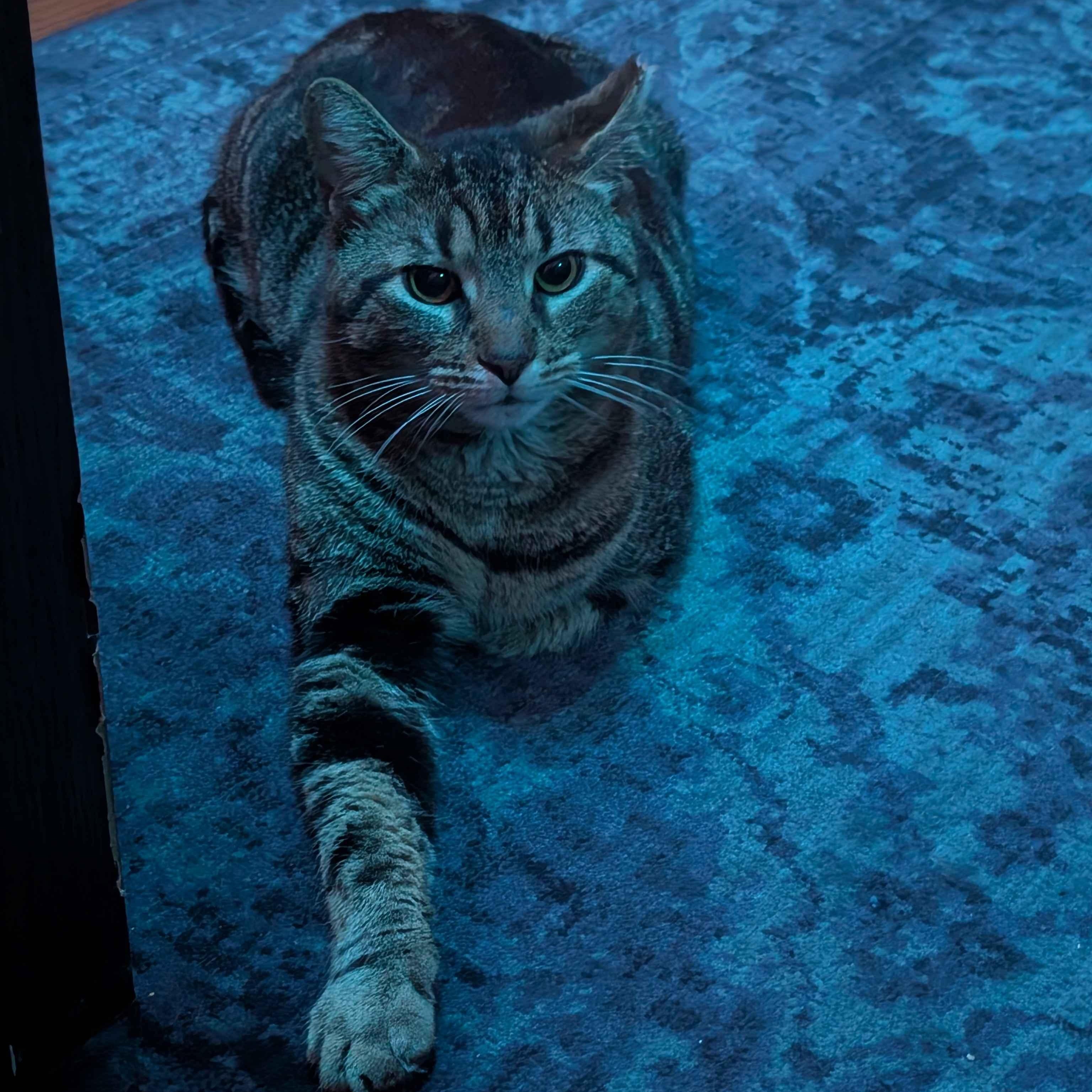 Johnny (FIV), a Adoptable American Shorthair in Weehawken, NJ image 6/6