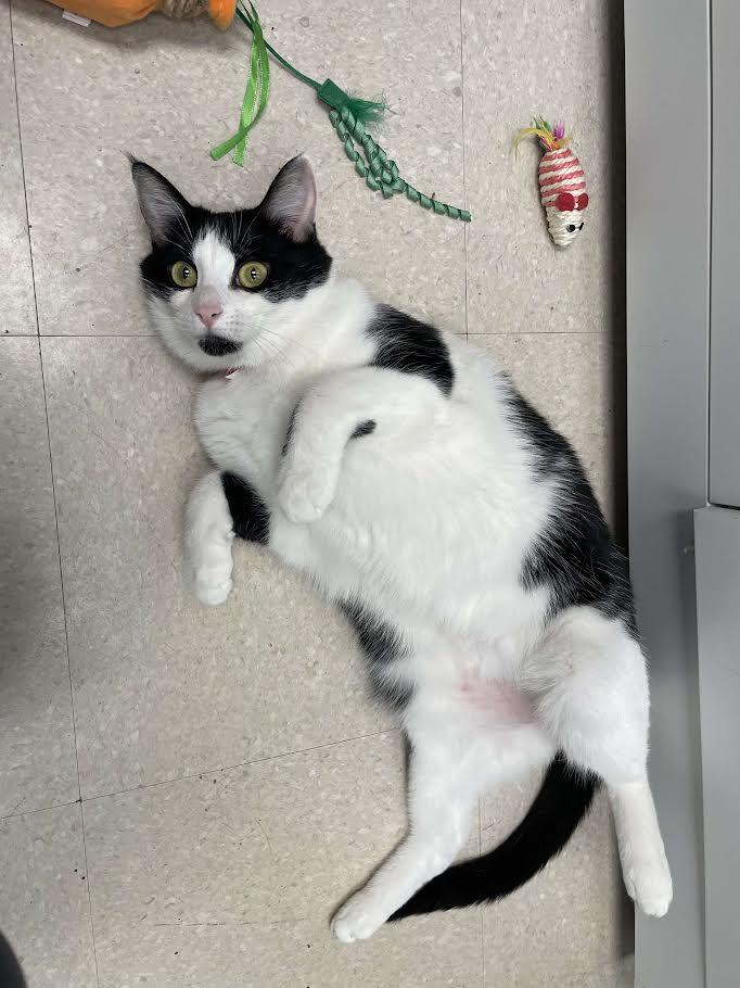 Trixie, a Adoptable Domestic Short Hair in Rochester, NY image 2/2