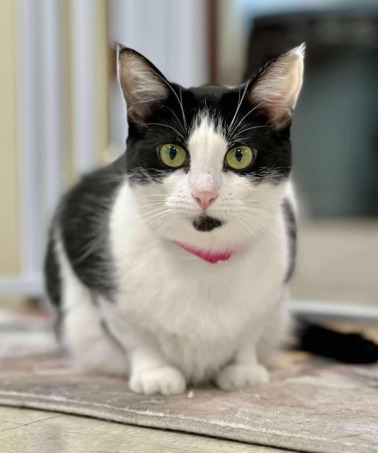 Trixie, Adoptable, Adult Female Domestic Short Hair.