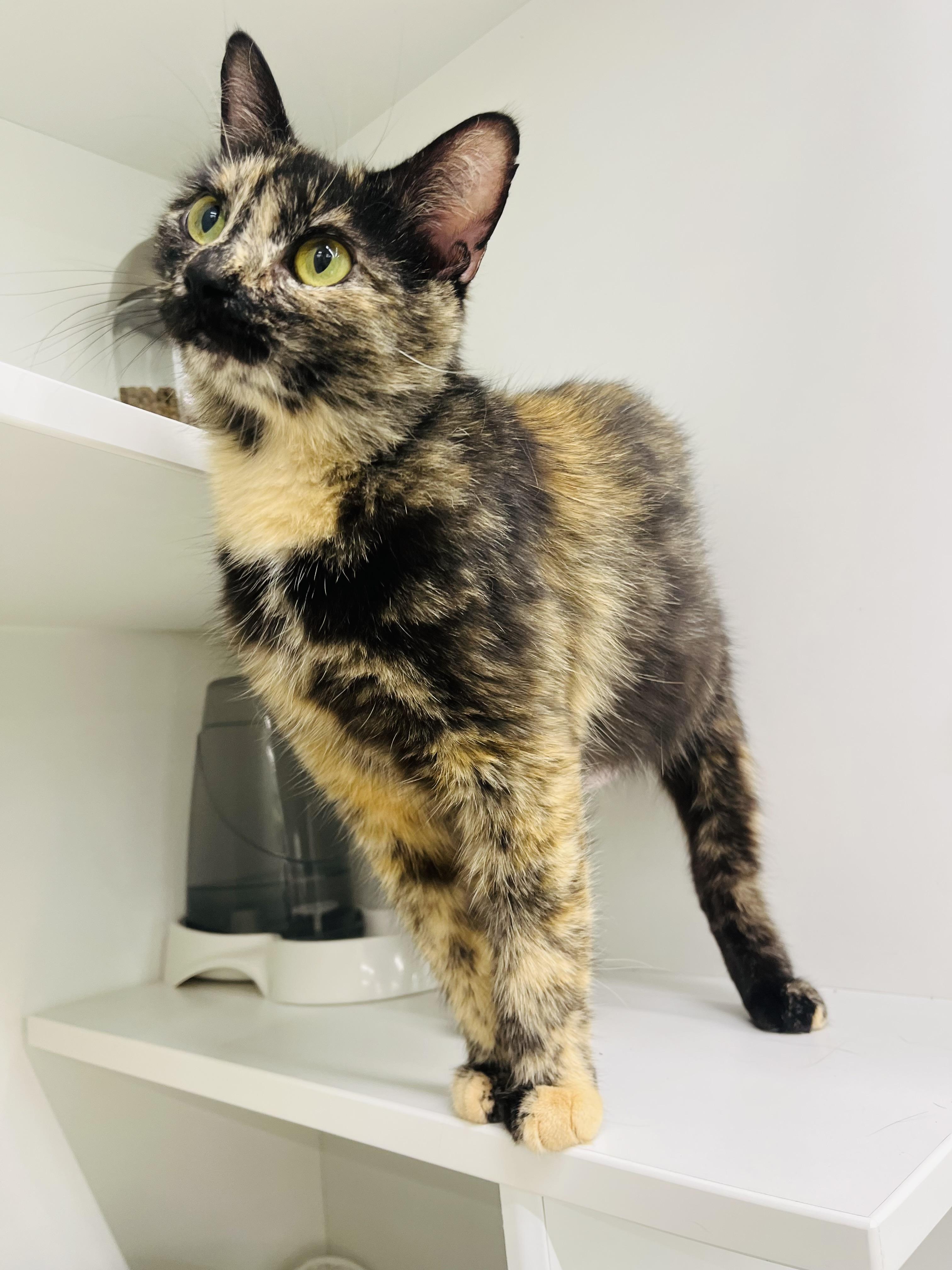 Tippy, an adopted Domestic Short Hair in Easley, SC image 2/3