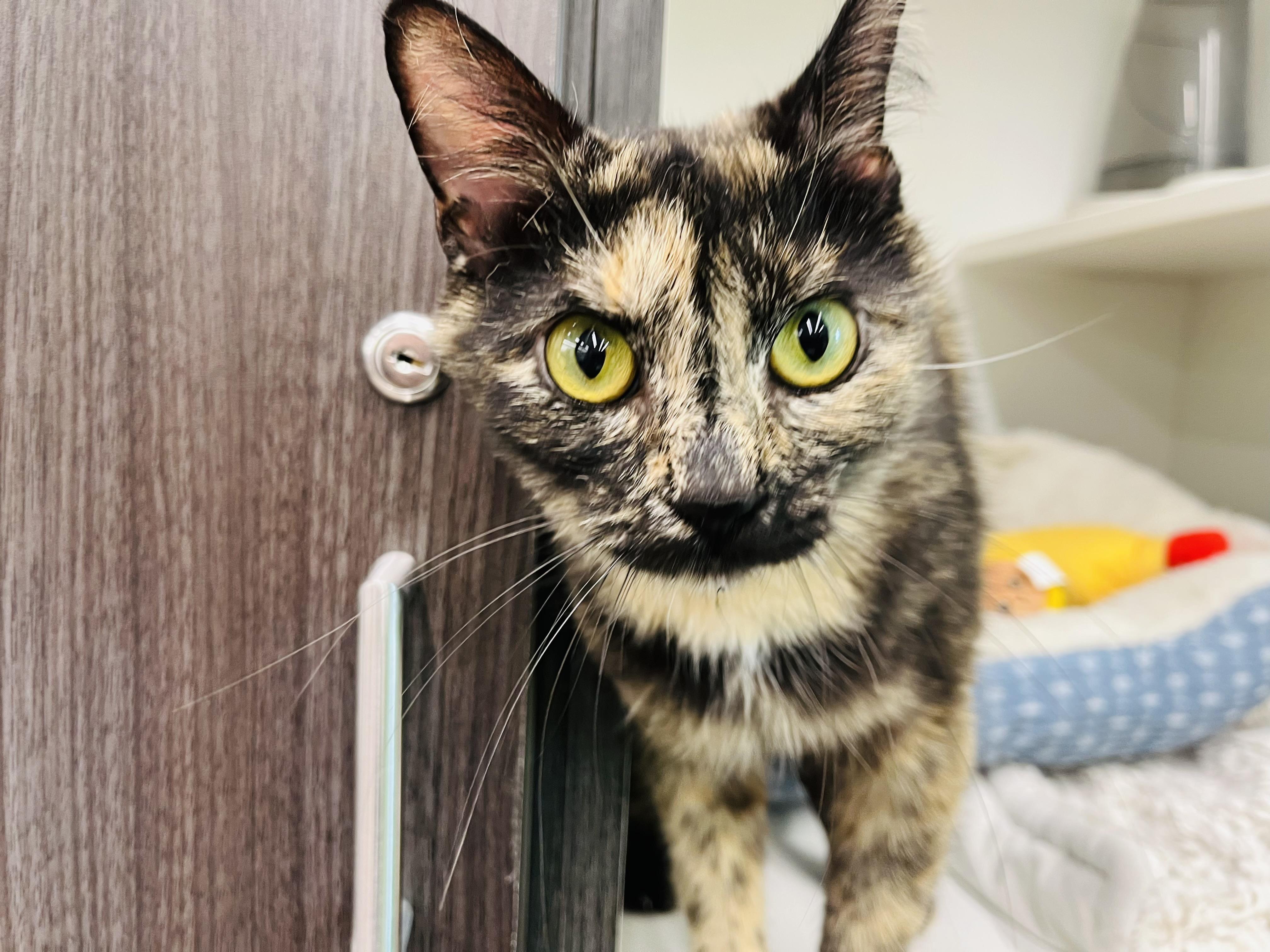 Tippy, adopted, Young Female Domestic Short Hair.