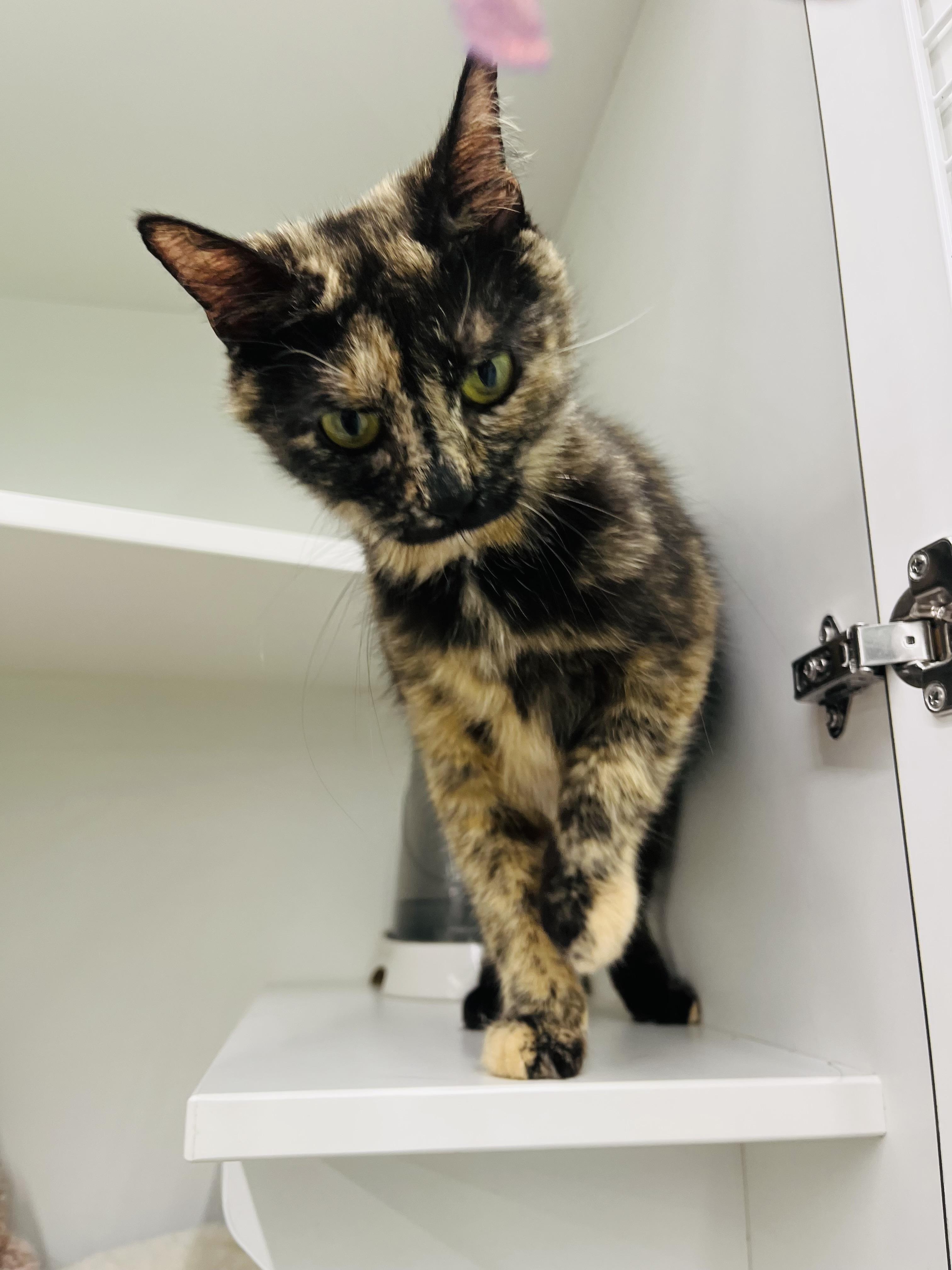 Tippy, an adopted Domestic Short Hair in Easley, SC image 3/3