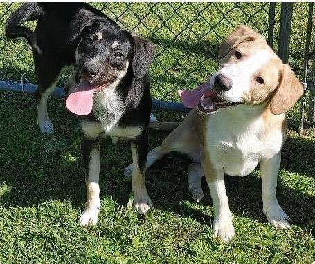 Boy Puppies, a Adoptable mixed breed in St. Clairsville, OH image 1/5