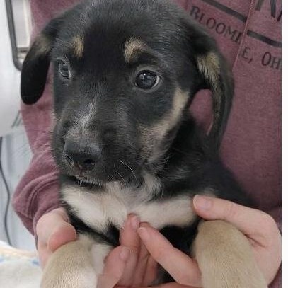 Boy Puppies, a Adoptable mixed breed in St. Clairsville, OH image 2/5