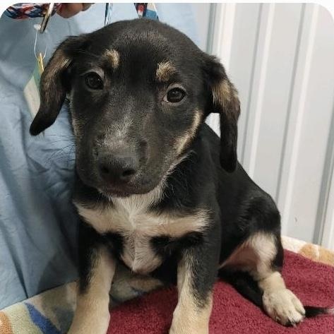 Boy Puppies, a Adoptable mixed breed in St. Clairsville, OH image 5/5