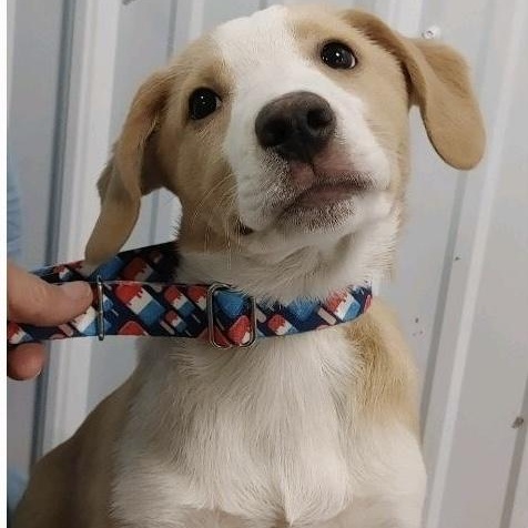 Boy Puppies, a Adoptable mixed breed in St. Clairsville, OH image 3/5