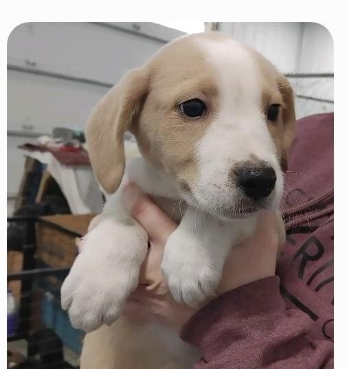 Boy Puppies, a Adoptable mixed breed in St. Clairsville, OH image 4/5
