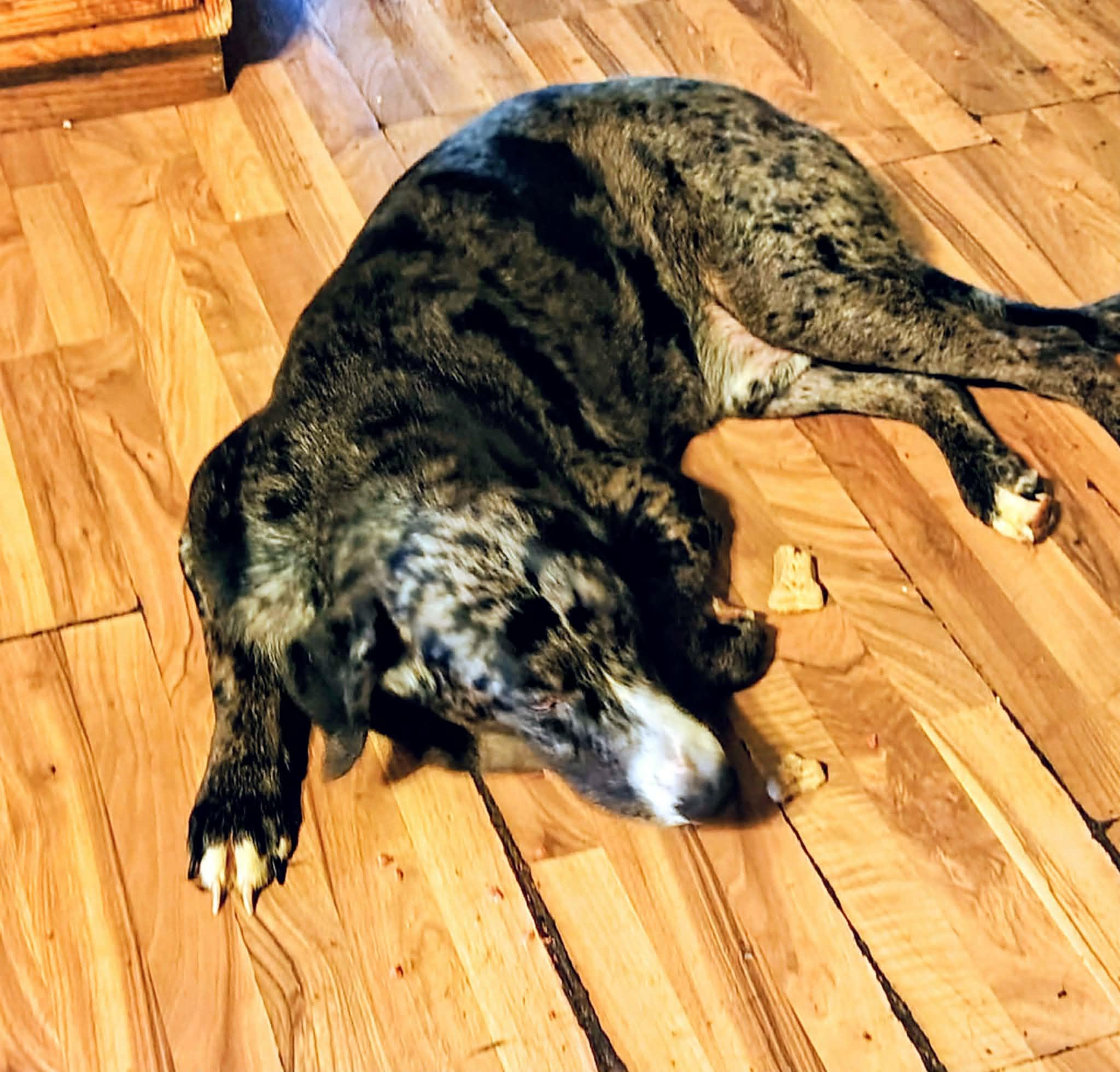 Enlarge Bodie , a Adoptable mixed breed in Charleston , WV image 5/5