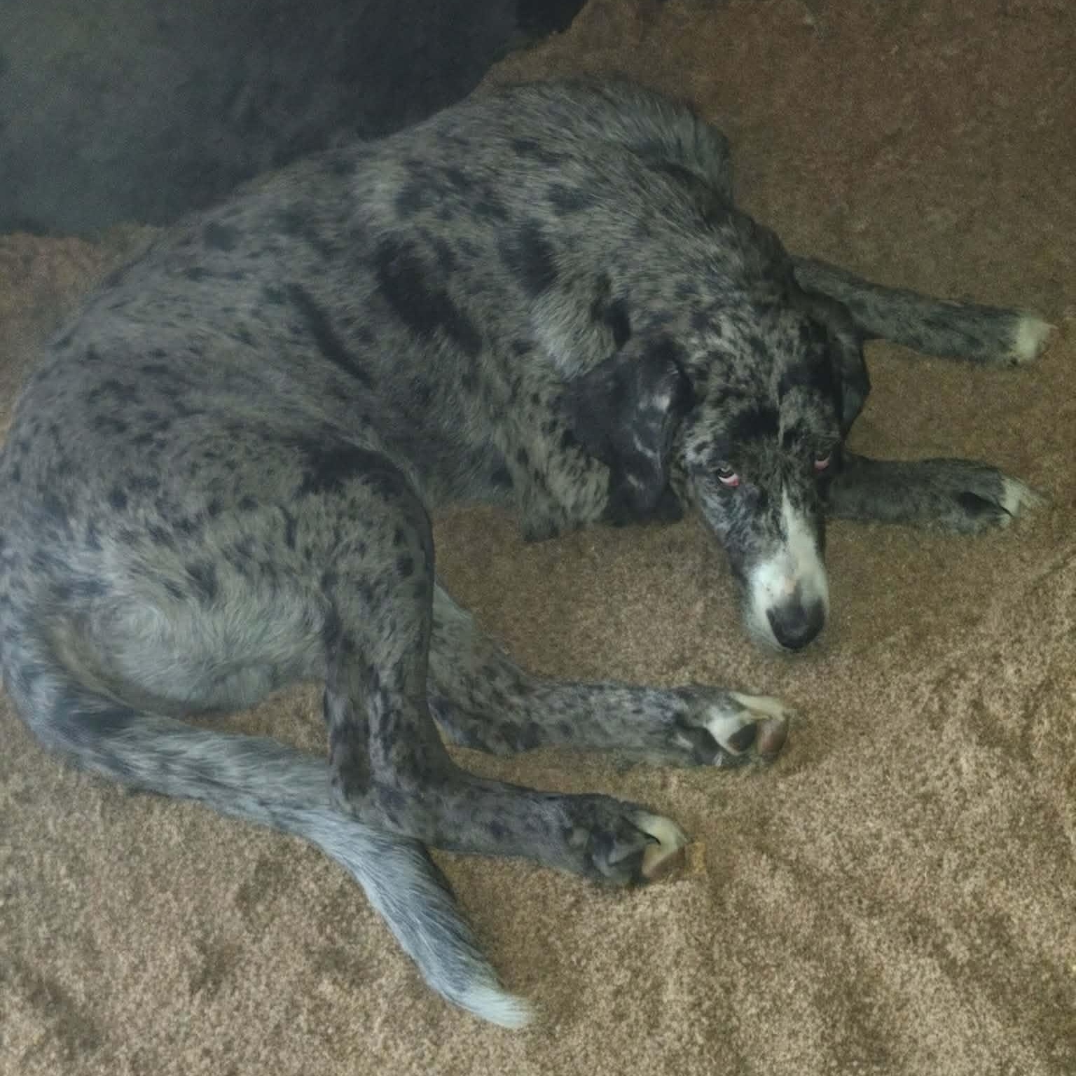 Bodie , Adoptable, Puppy Male Catahoula Leopard Dog & Golden Retriever.